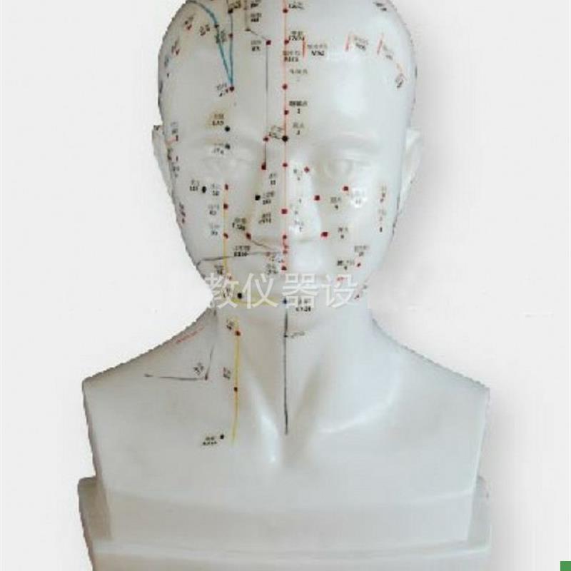 自然大头针灸自然大头针灸模型头部针灸S头穴位针灸模型