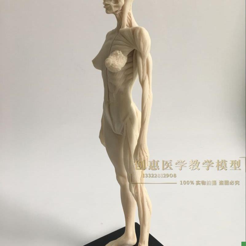 30cm医用雕h塑绘画CG参考头骨结构白胚人体肌肉骨骼解剖模型美术