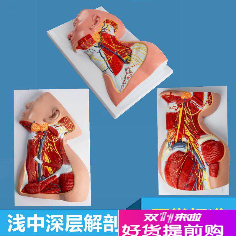 颈部深层肌肉模h型局部解剖麻醉教学外科手术入路浅表肌层神经血