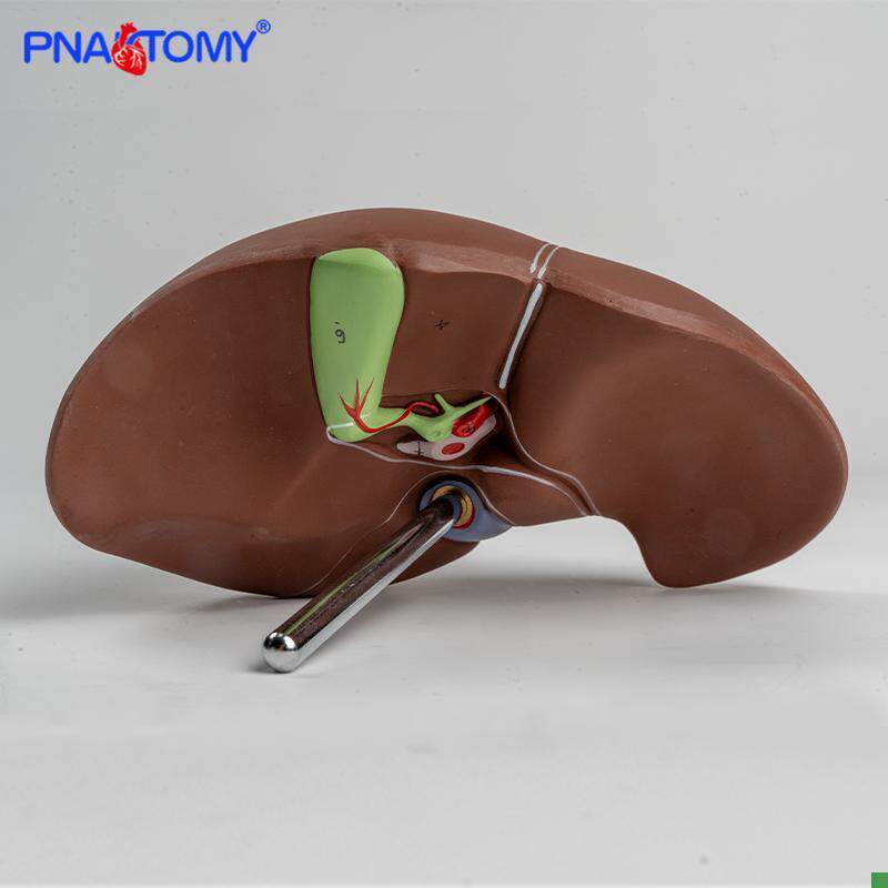 1比1高度仿真肝脏模型肝解剖x模型肝胆胰脾十二指肠浮雕肝胆胰模