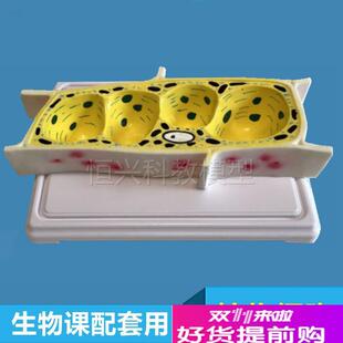 教学仪器a液泡植物细胞模型初中高中生物实验器材叶绿体细胞器装