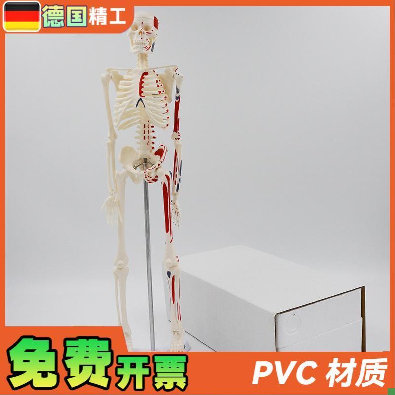 德国】45cm彩色人体骨骼w模型肌肉起止点骨架四肢可活动艺用教学