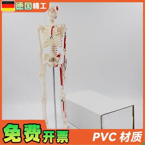 德国】45cm彩色人体骨骼w模型肌肉起止点骨架四肢可活动艺用教学