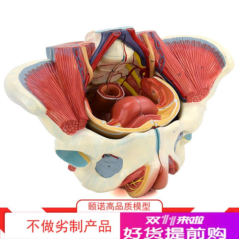 ENOVO颐诺女性骨盆腔s盆底肌肉群盆底肌模型血管神经生殖系统子宫