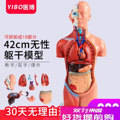 42CM无性躯干模型人体解w肌肉消化系统刨模型人体解刨模型可拆卸