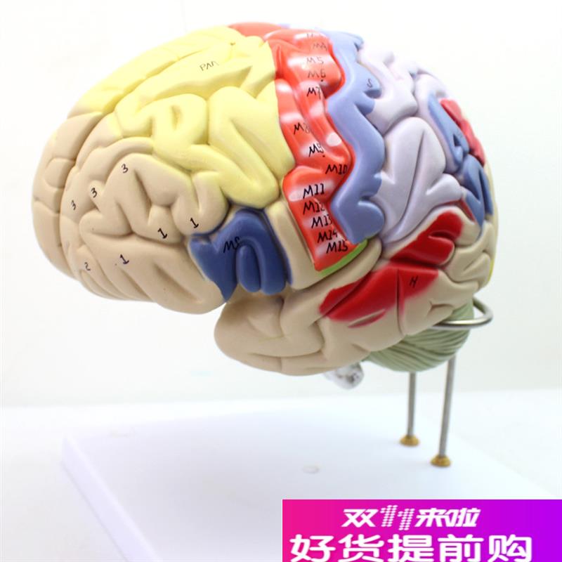 颐诺正品医用人体大脑解剖模型脑模H型脑功能分区心理教学模型