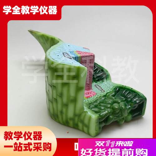 叶构造模型J3300o6初高中生物植物解剖模型课堂教学演示用教学仪