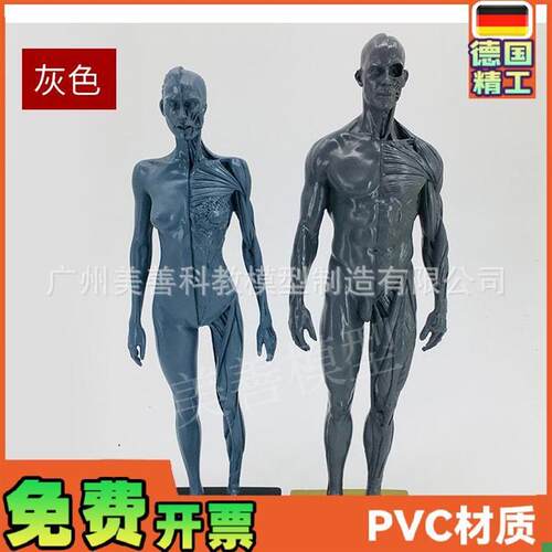 30cmb雕塑绘画CG参考头骨结构艺用人体肌肉骨骼解剖模型灰胚男女