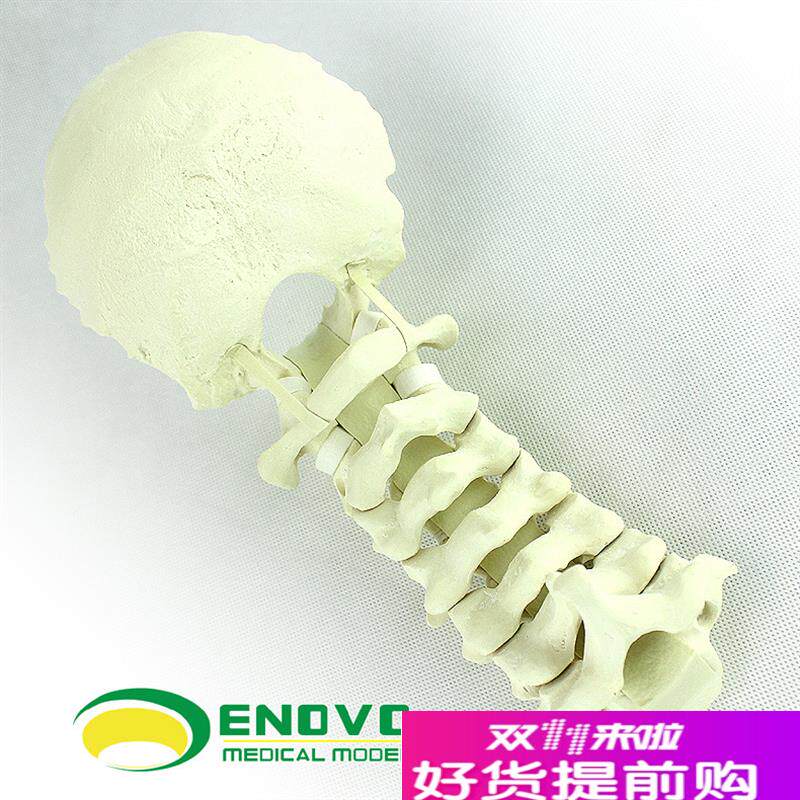 ENOVOd颐诺人体颈椎后路系统手术PCF操作仿真骨Sawbone骨科模型