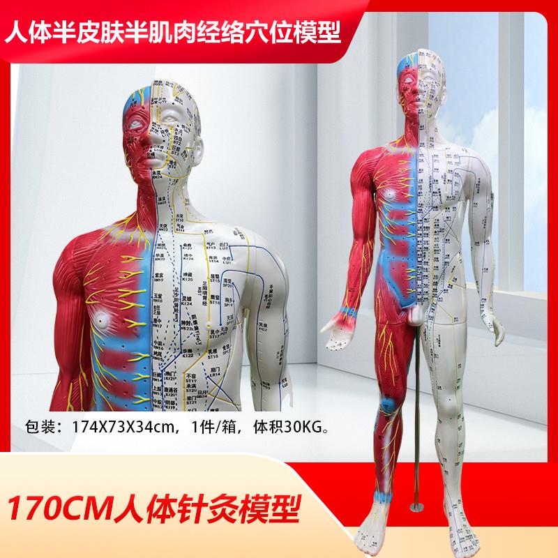 男性经络针灸穴位人体模型经络按摩保健半皮半肌P肉针灸人178CM