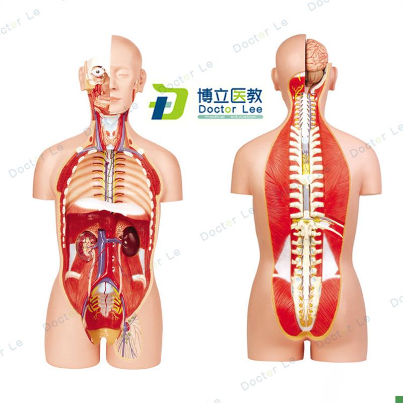 正品85CM人体器官系统解剖模型G医学解剖系统躯干内脏模型