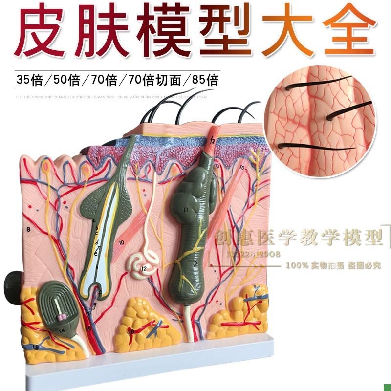 皮肤切面b模型人体皮肤层次切面放大皮肤解剖模型皮肤模型教具