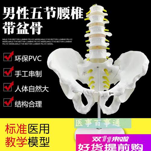 自然大五节腰椎带盆骨模u型人体骨骼模型医用教具腰椎模型包邮