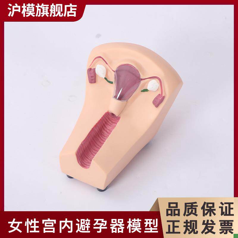 沪模女性避孕练习模型子宫p宫内避孕器及训练教具计划生育教育模