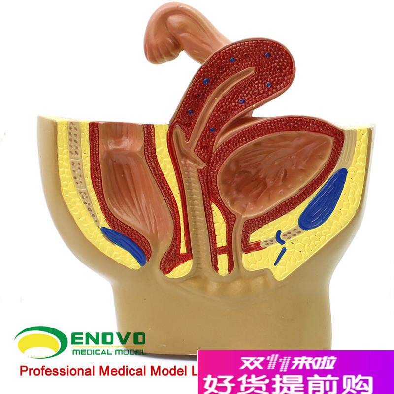 颐诺正品女性盆腔m系统生殖系统输卵管膀胱阴道直肠模型妇科医院