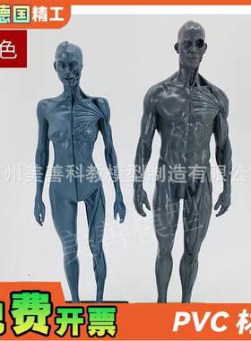 30cm雕塑绘画CG参考头骨结构艺用人体肌M肉骨骼解剖模型灰胚男女