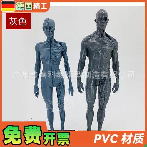 30cm雕塑绘画CG参考头骨结构艺用人体肌M肉骨骼解剖模型灰胚男女