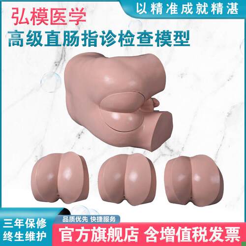 弘模HOM/LV39高级直t肠指诊检查模型前/列腺触诊模型肛门检查模型