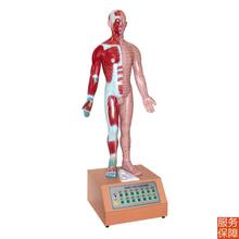 人体中医用电动语音语言提示十四针灸模型解剖经脉络穴位标本模具