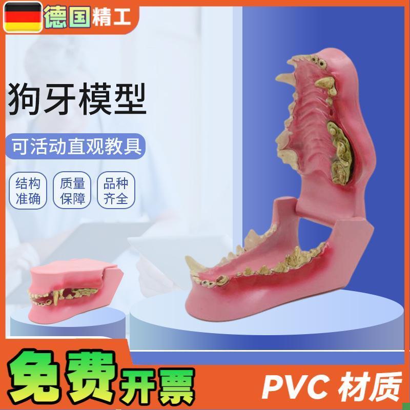 德国】动物牙齿模型动物牙齿犬科牙口腔教学模型狗骨Y骼犬骨医学