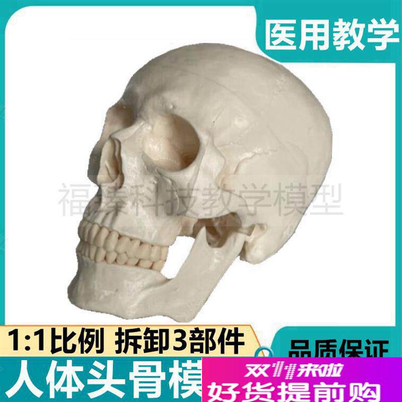 新款头骨模型g真实倒模骨髅颅骨结构牙医培训艺考医用教学牙齿口