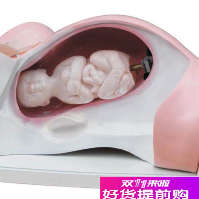 ENOVO颐诺分娩机转模型分女性分娩妇产科教学用具Y分娩过程骨盆
