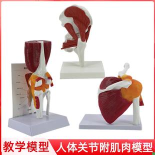 人体关节附肌肉模型髋关节肩锁关节肩峰结构膝关Y节肌肉解剖