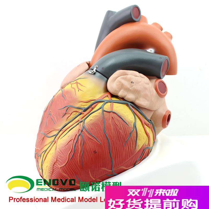 ENOVO颐诺放大版人体心脏模型B超彩H超声医学用心内科心脏解剖教