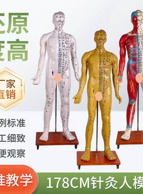 人体穴位模型1i78CM半肌肉显示针灸模型肌肉解剖成人11经络模型
