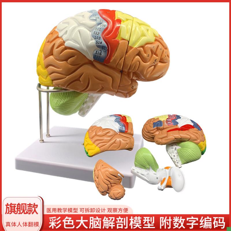 高级人体大脑分区血管解剖模型医学E教学用可拆分附脑动脉神经教