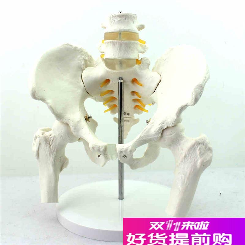 颐诺正品医用人体骨盆附腰椎股骨头模型骨科1:1T骨骼模型骨盆骨科