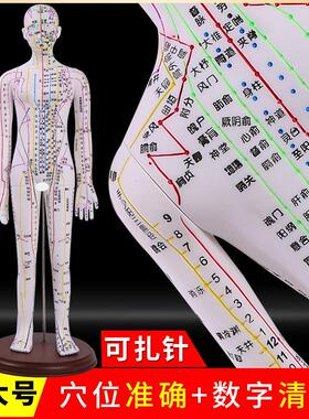 新款彩色a白色针灸人体模型男62CM女52CM穴位经络针灸模型
