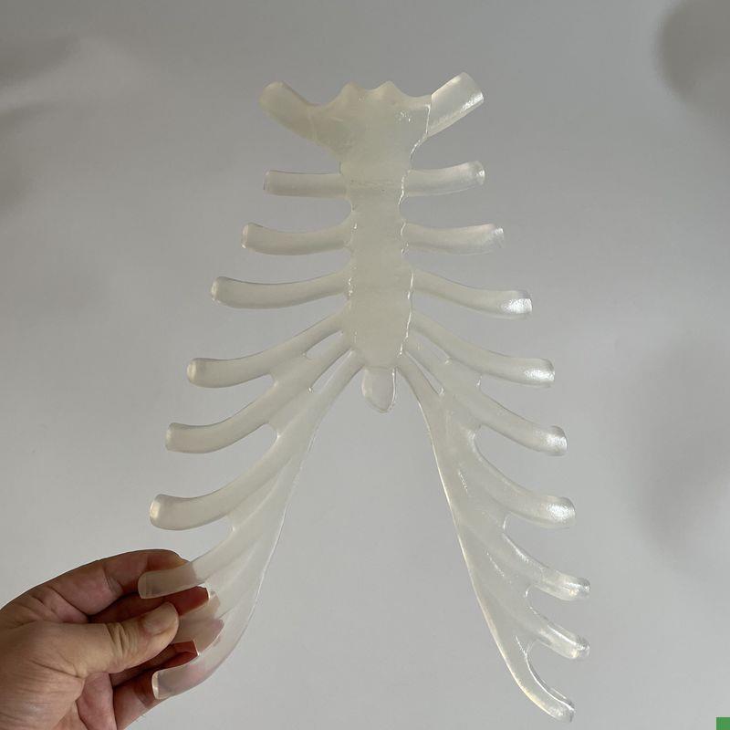 康泰教学模型胸骨柄人体1比1仿真塑F胶胸腔骨骼美术装饰服装道具