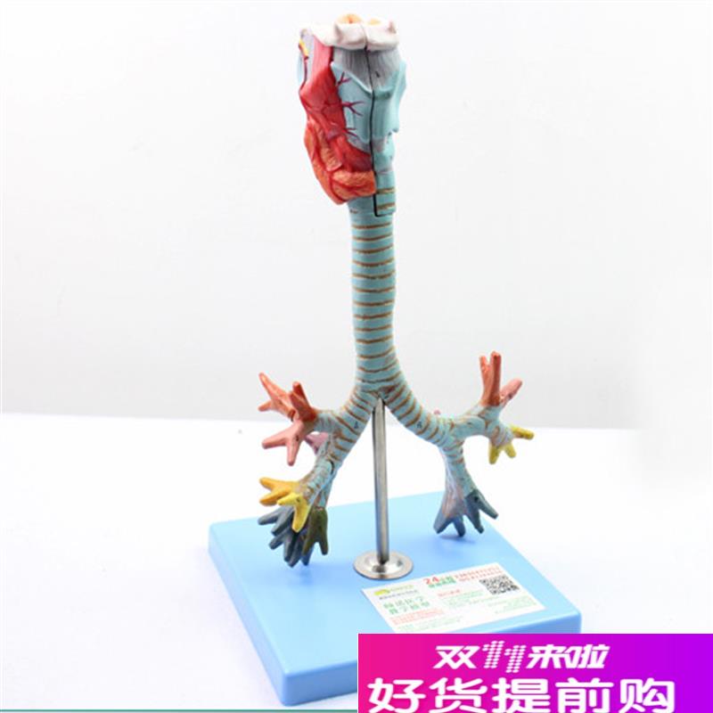 颐诺正品喉与气管支气管树模型喉解I剖模型肺支气管喉镜示说