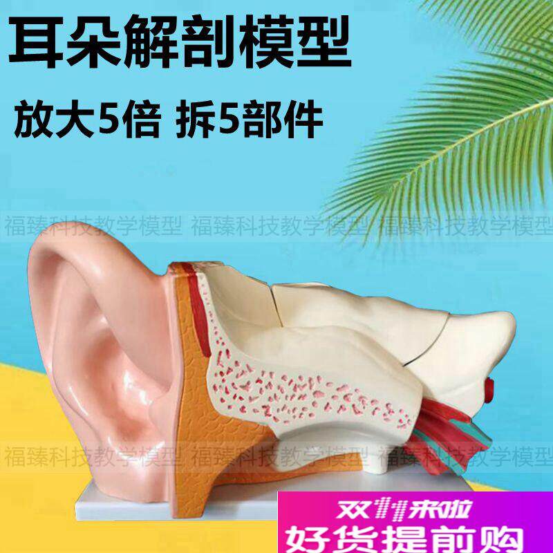 5倍大耳朵模型拆卸5部件内耳迷A路耳蜗半规管鼓膜耳朵医生推荐采