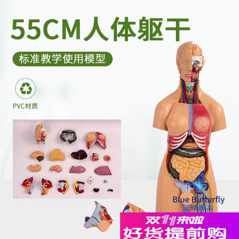 55cmb人体躯干模型可拆卸内脏心脏解剖模型医学儿童玩具躯干通用