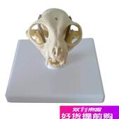 宠物猫头b骨模型医用动物猫科模型宠物兽医教学教具