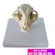 宠物猫头b骨模型医用动物猫科模型宠物兽医教学教具