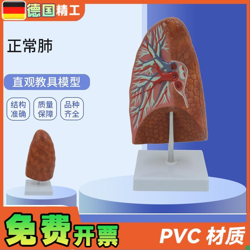 德国】PNT-0k476人体内脏健康肺模型教学用人体器官正常肺解剖模