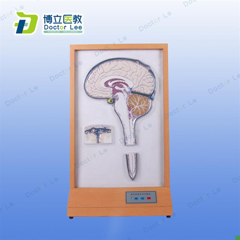 脑脊液循a环电动模型灯光演示脑液与脊液流经及受阻