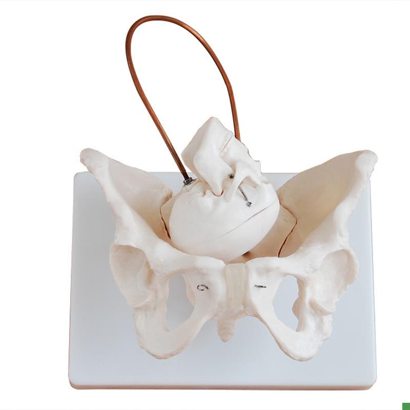 颐诺正品助产示教模型分娩模型女性分娩骨盆模V型分娩演示模型