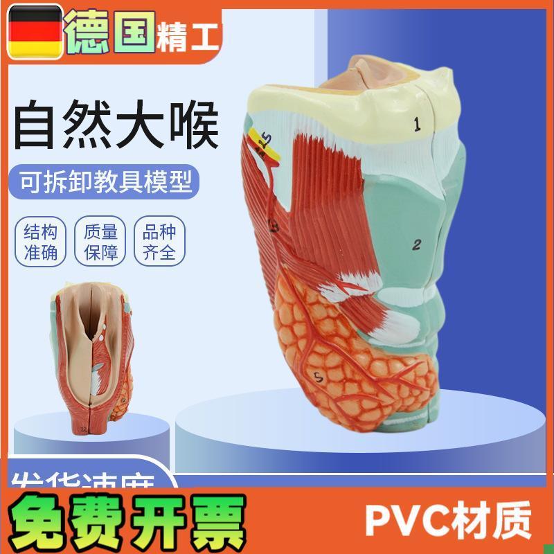 自然大喉b模型喉及喉部正中矢状切模型喉部血管甲状腺喉结2部件