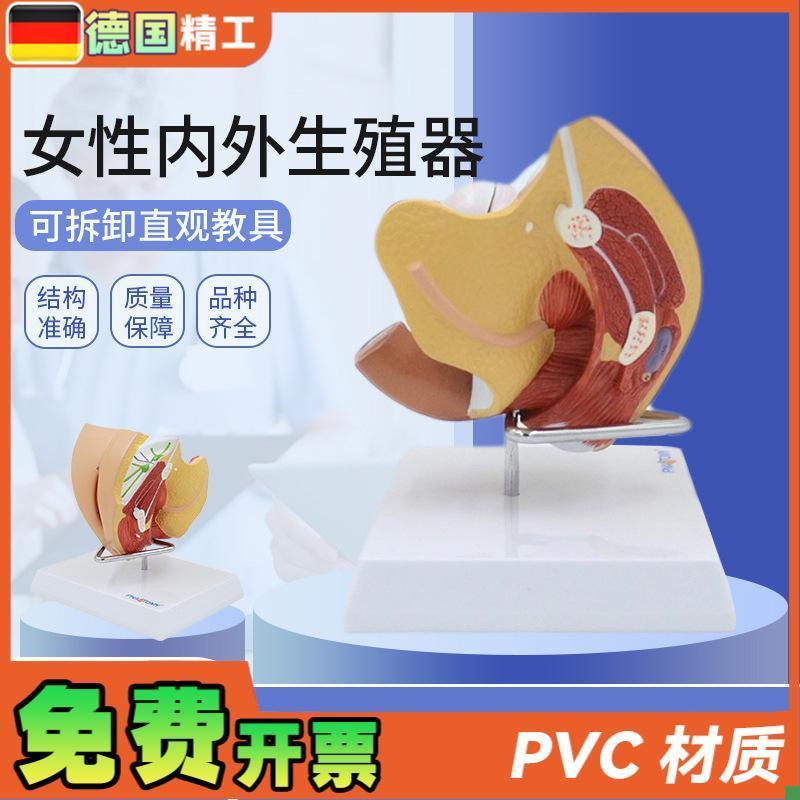 德国】女性子宫模型卵巢阴道女性内外生殖官模型生.殖科妇科演