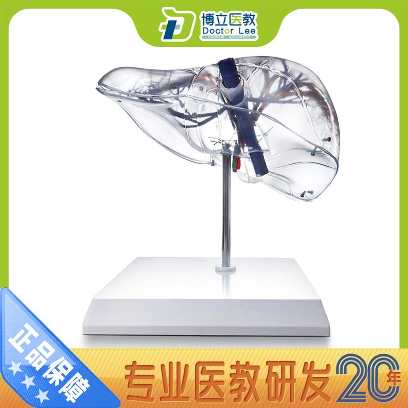 透明肝模型自然大透明肝段C肝脏解剖模型肝脏模型血管