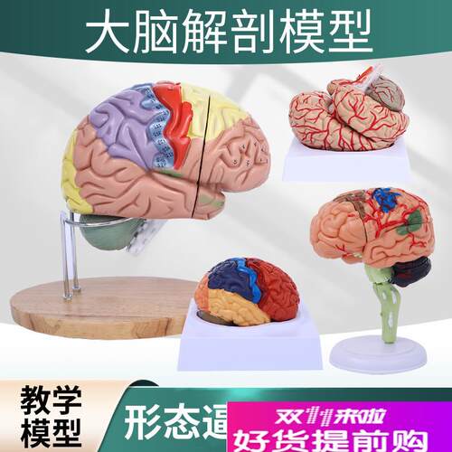 正品高端医学神经科脑科人体大脑解G剖模型大脑模型脑分区模型