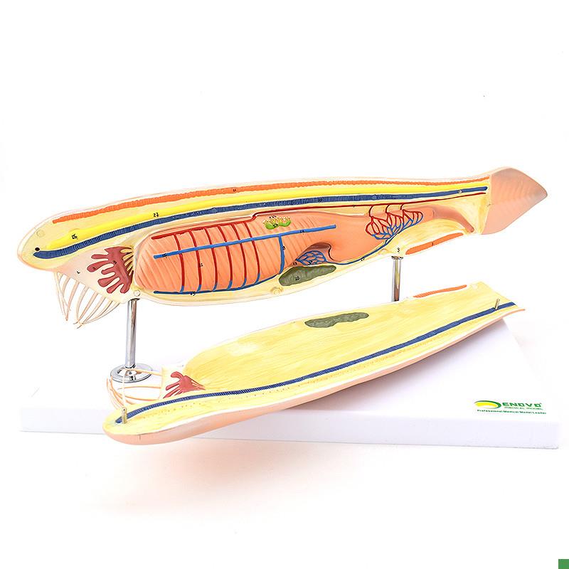 ENOVO颐诺h文昌鱼模型蛞蝓鱼脊索动物文昌鱼纲文昌鱼目脊索动物门