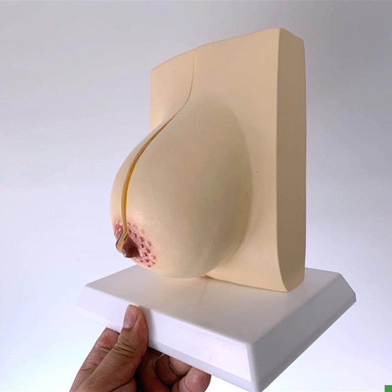 哺乳期乳c房模型胸部解剖乳房结构造乳房乳腺病变模型催乳师教具