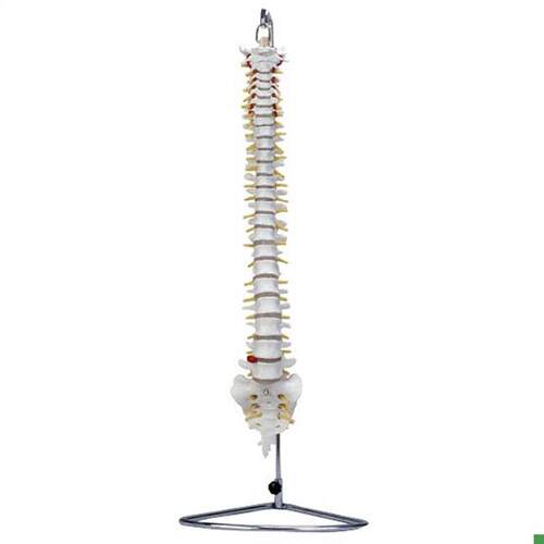 人体脊柱椎t骨模型XC105