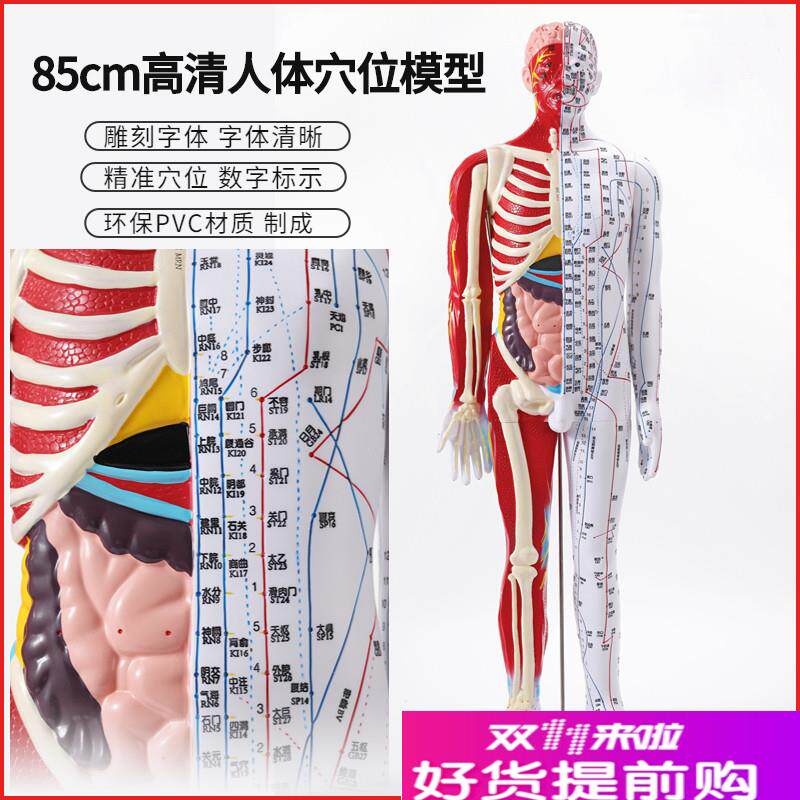 85cm高清中医针灸穴位模型图教学全F身家用十二经络人体解剖大铜