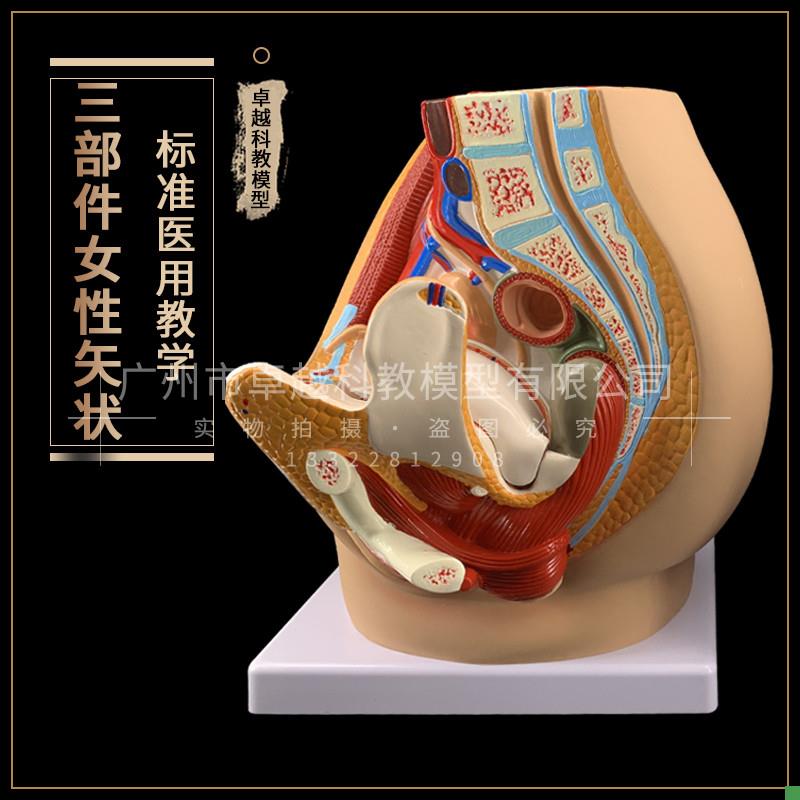 女性盆腔女d性矢状解剖模型3部件盆腔切面模型计划生育教学演示